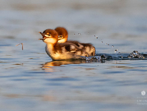 An Uncommon Morning with Common Mergansers