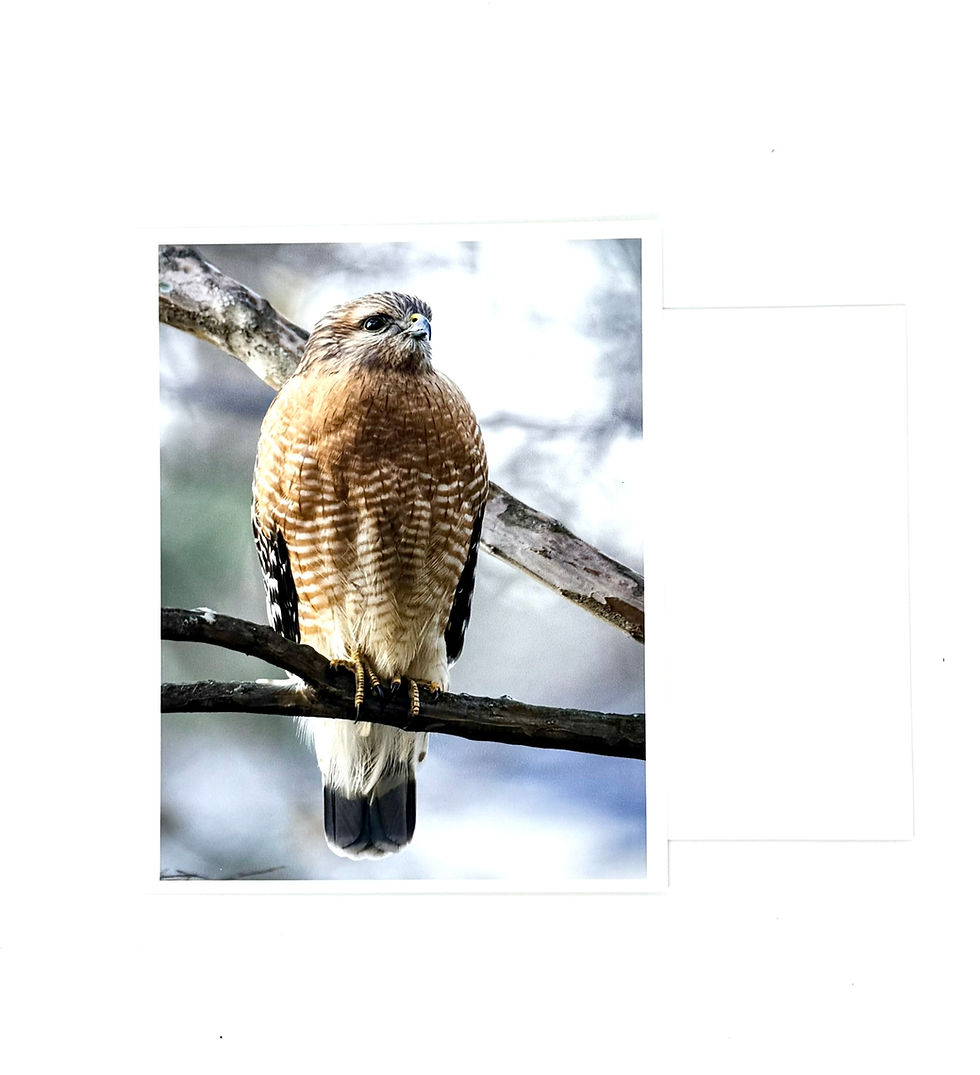Thumbnail: Small card 8-pack | Eagles, Hawks, Osprey