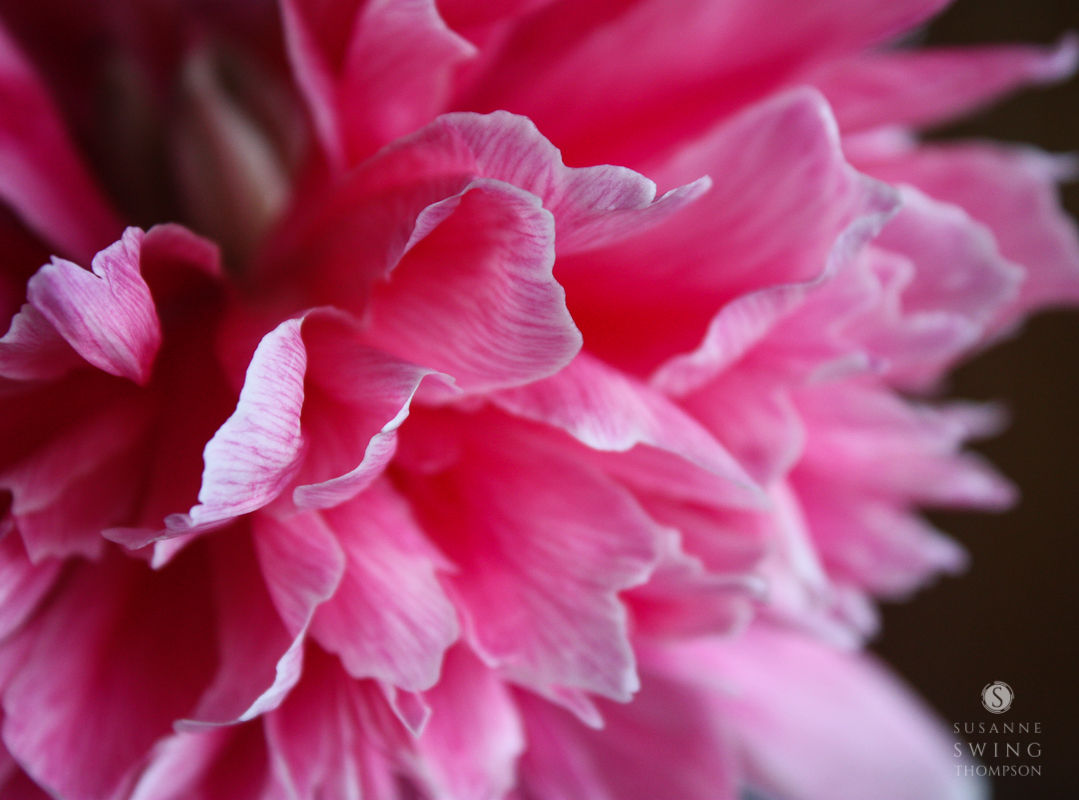 Peony