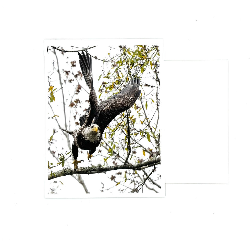 Thumbnail: Small card 8-pack | Eagles, Hawks, Osprey