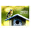 Thumbnail: New Home -- Bluebird Nest-building