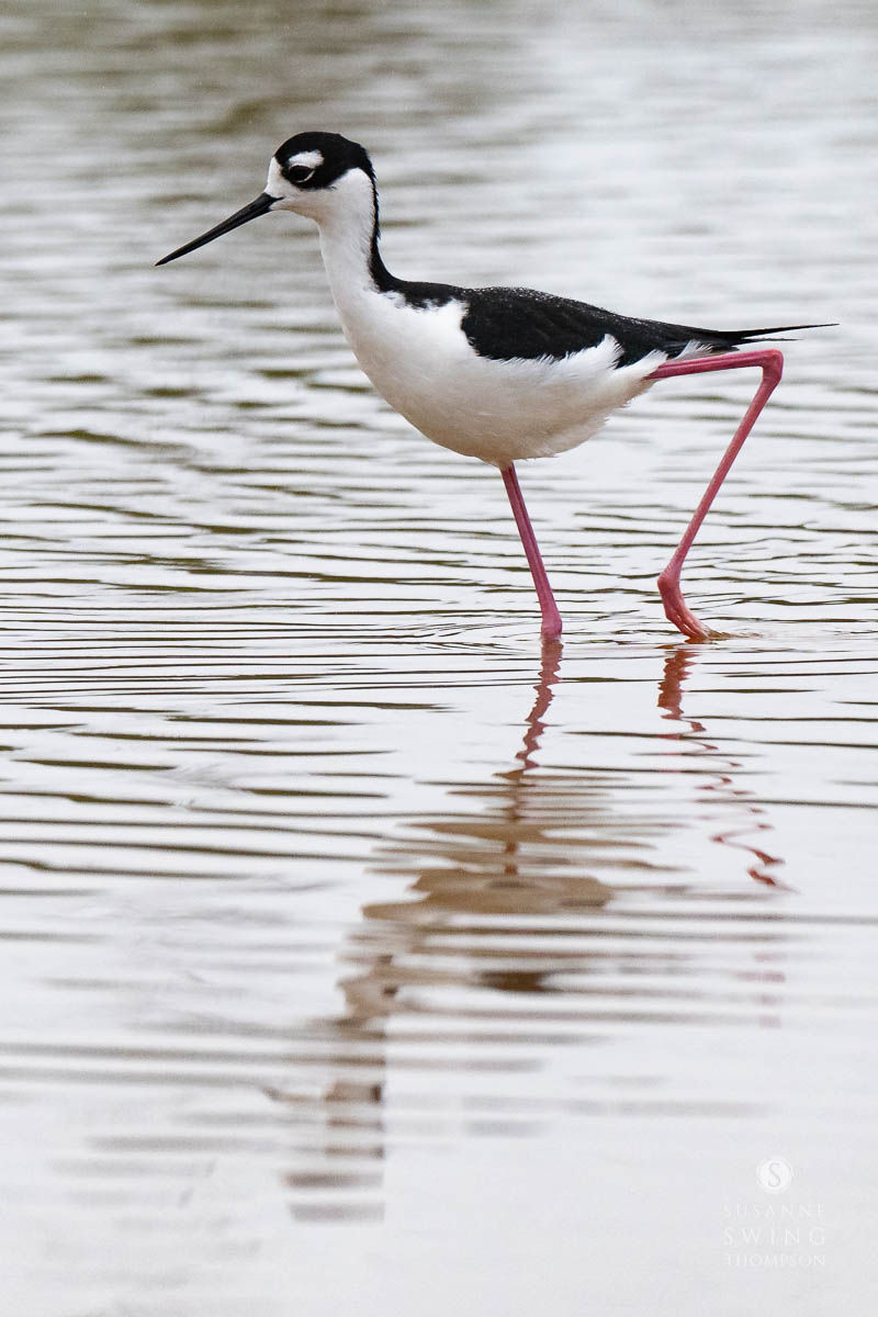 Black-necked Stilts use their long, pink legs to wade through shallow waters and fish by sight. Sometimes they use their long, thin bills to clamp onto insects. At other times they see a fish or tadpole in the water below and jab it with their bills.
