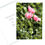 Thumbnail: Birthday -- Poppies, Pink Trio