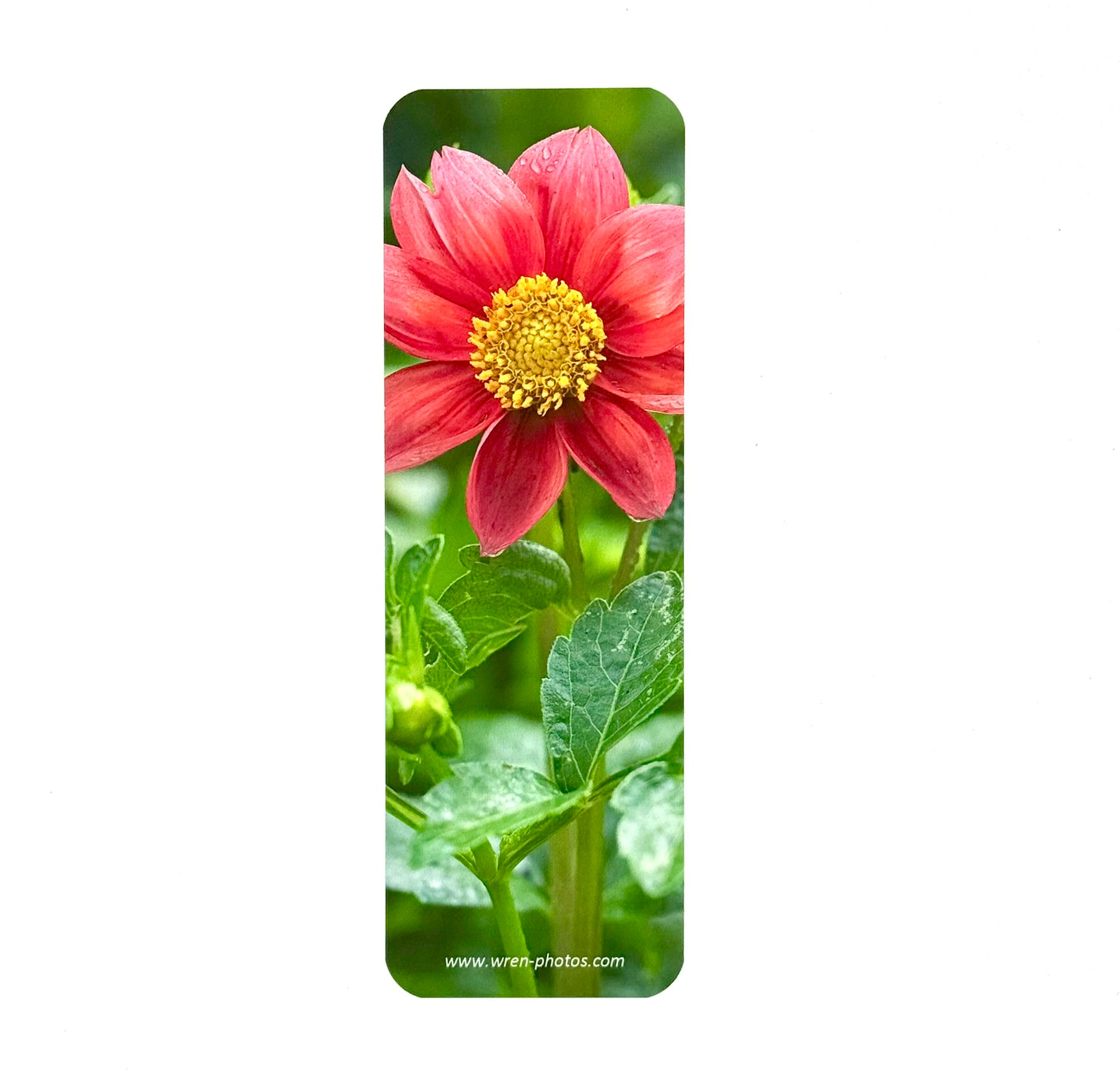 Bookmark, Dahlia