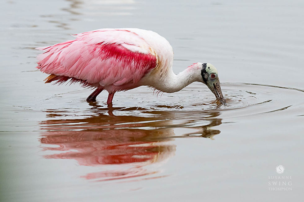 Roseate Spoonbills hunt by touch. Their long, spoon-like bills are extremely sensitive. I watched at length as the Spoonbills swung their heads from side-to-side, their bills in the water. When a small fish or shrimp comes in, their bills automatically close.