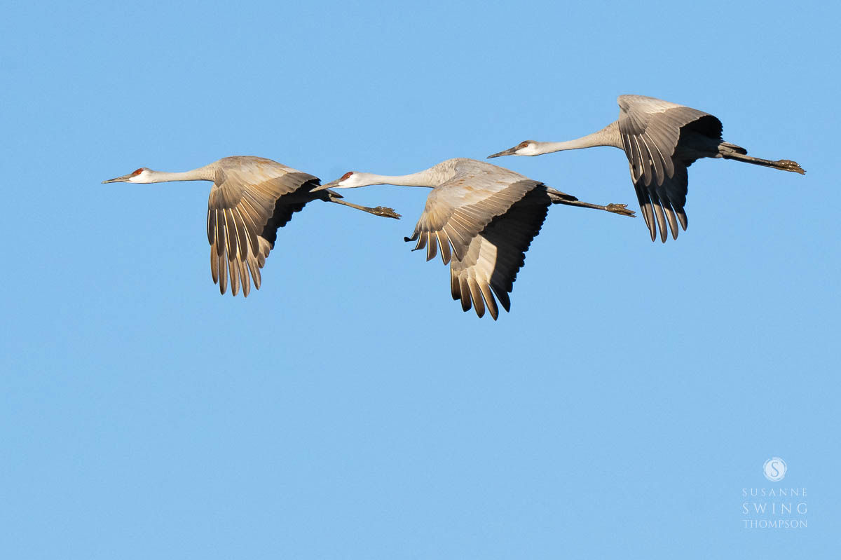Sandhill Crane Trio in Flight Greeting Card