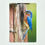 Thumbnail: Magnet -- Eastern Bluebird