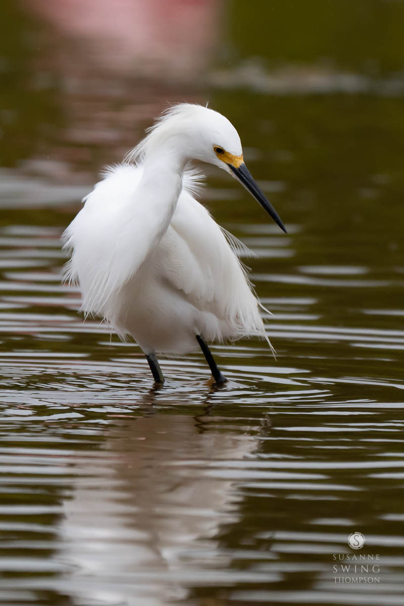 Snowy Egrets sometimes wade through shallow water, their bright yellow feet attracting small fish. Other times they stand still, then jiggle their stick-like legs to attract fish, jabbing the fish with their bill. Snowy Egrets hunt by sight.