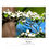 Thumbnail: White Dogwood Greeting Card