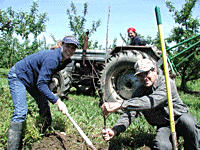 Planting