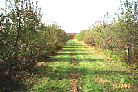 Orchard
