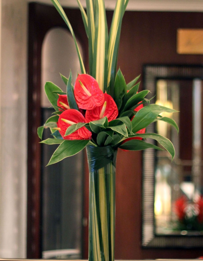 Anthurium - tall display