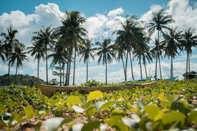 Canoe on a beach surrounded by palm trees