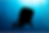Silhouette of a whale shark underwater against a blue background with bubbles. Text reads: "MS Photography LoveTheOcean" at the top right.