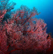 Pink corals in Mediterranean Sea, Malta