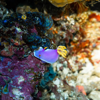 Marine life