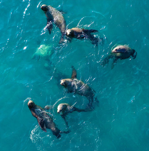 Seal encounters in Baja California, Mexico