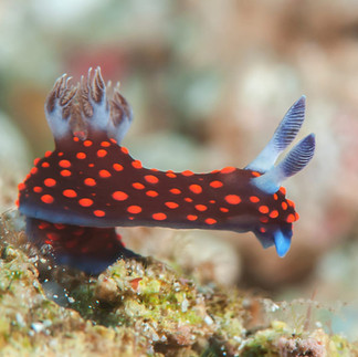 Marine Life
