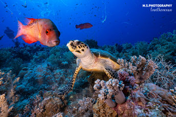 Turtle interacting with a Red Snapper in the Red Sea, Egypt