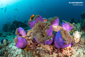 Maldives Colourful Coral Reef