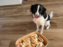 Routines bij honden
