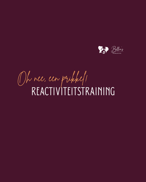 Gedragstherapie honden Billie's Paradise West-Vlaanderen, puppytraining
