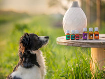 NIEUW: Gratis webinar “Intro in aromatherapie voor honden” (elke maand)