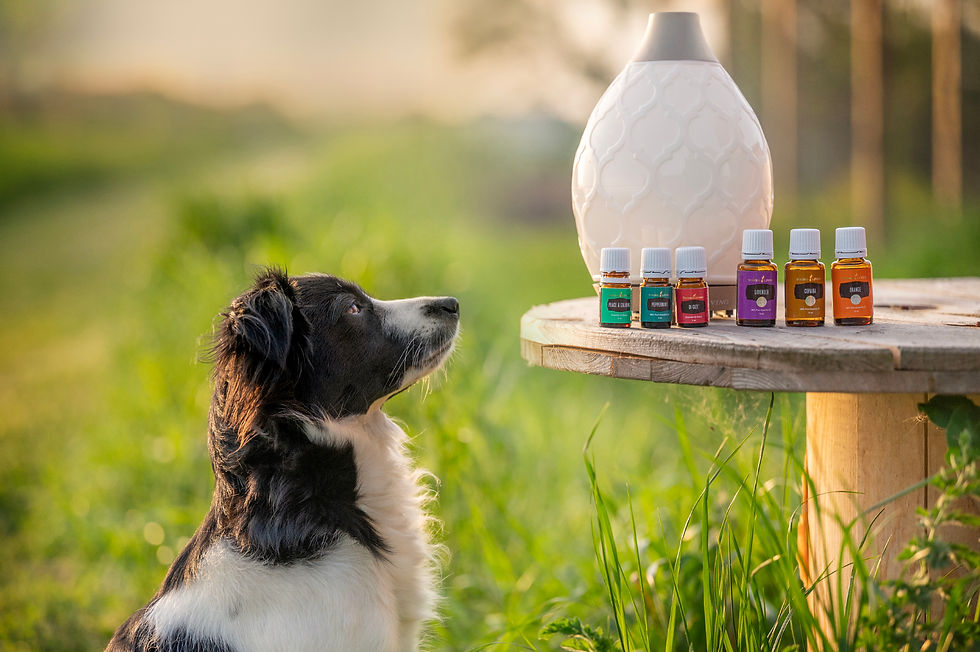 NIEUW: Gratis webinar “Intro in aromatherapie voor honden” (elke maand)