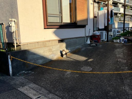 🐱あったかいね。
