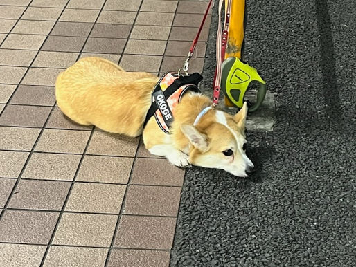 忠犬コーギー。