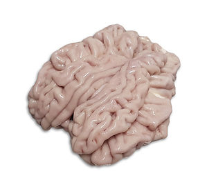 Brain