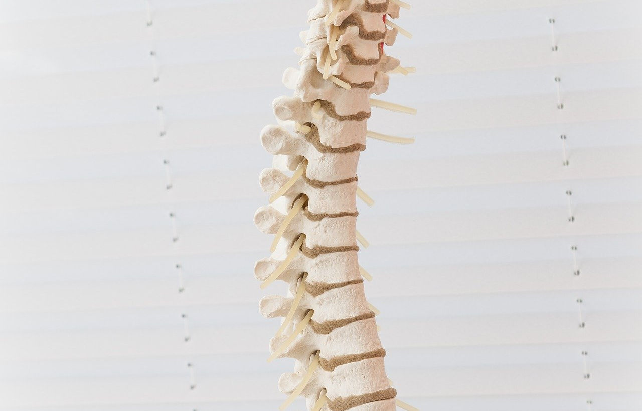 spine-2539697_1920.jpg