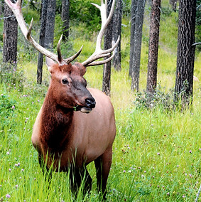 Deer in the Woods
