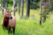 Deer in the Woods