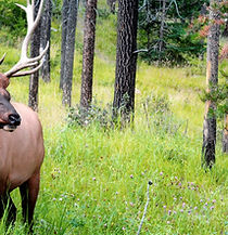 Deer in the Woods