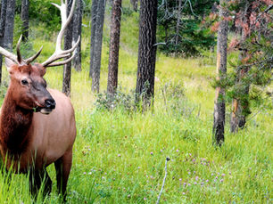 Elk Antlers - What a Story