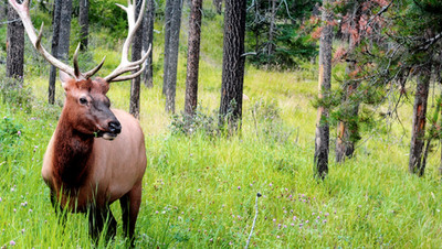 Deer in the Woods