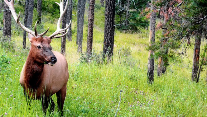 Deer Season Calls for Driver Vigilance to Avoid Accidents