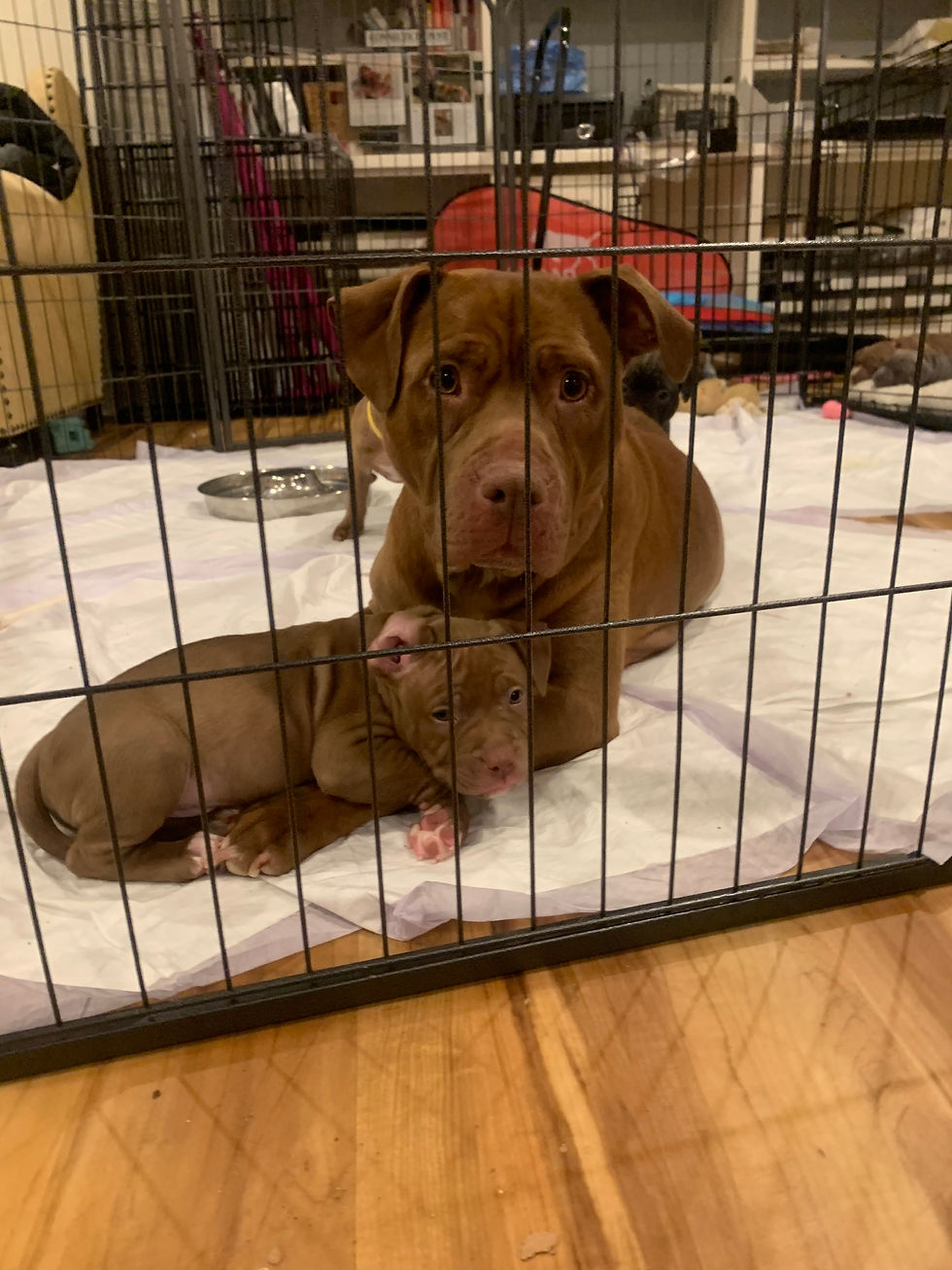 Puppy Series 101- Puppy Biting