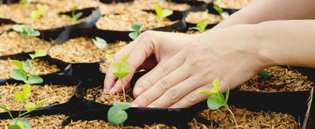 Seeds of Change: A Holistic Approach to New Year Resolutions
