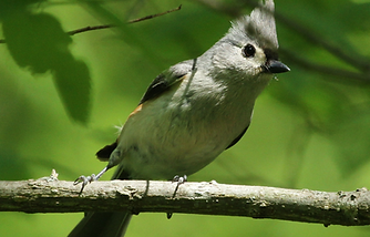 Tufted Titmouse.png