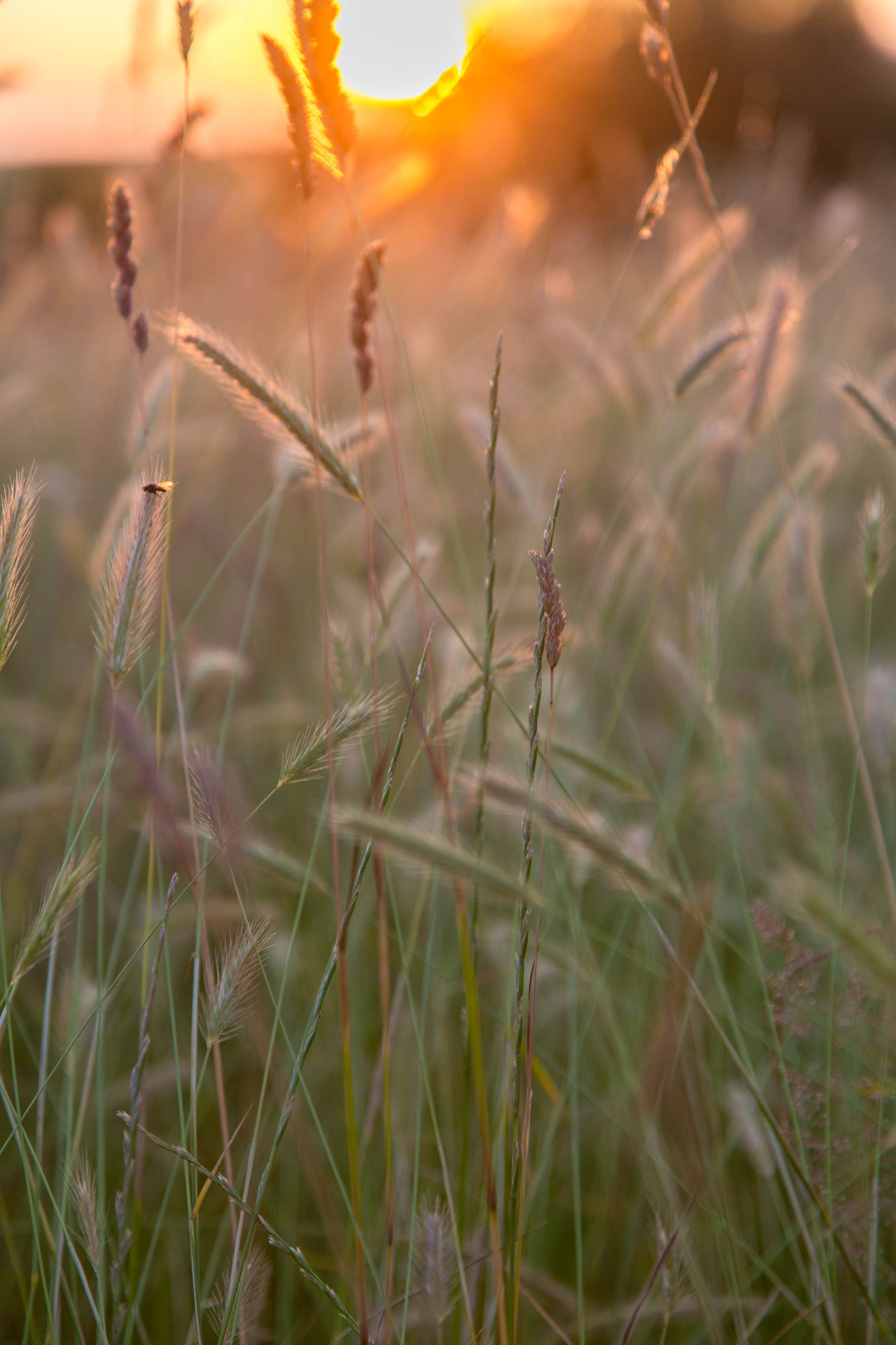 close up of grass seed heads at sunset with orange light shining through the grass