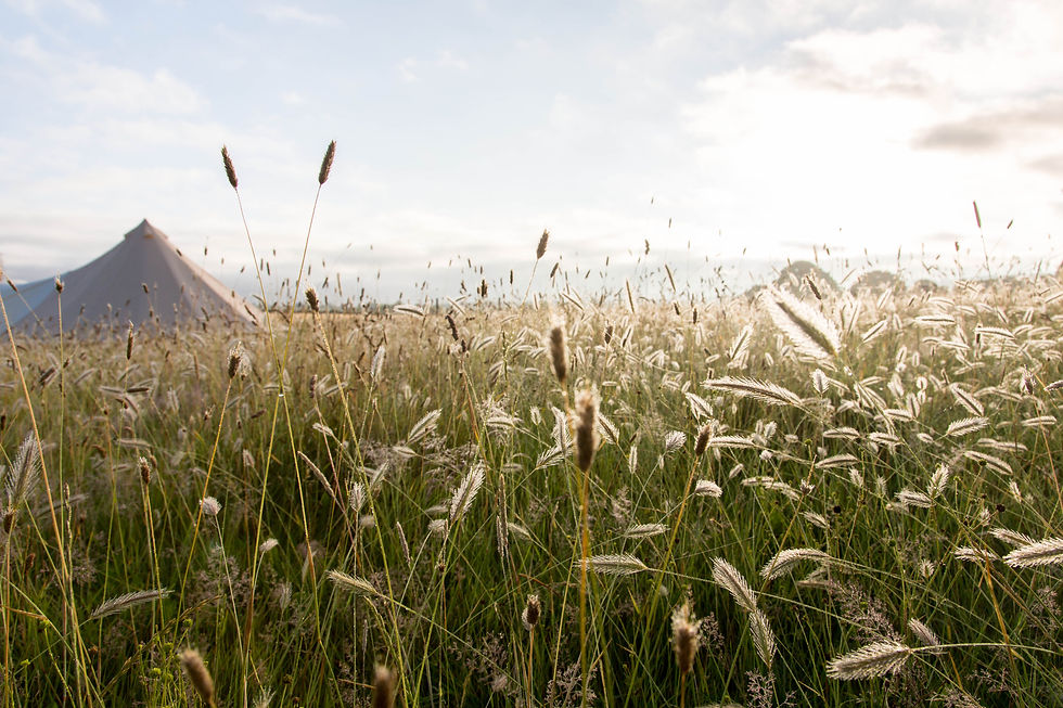 Close up of long grass in a field with a bell tent in the background