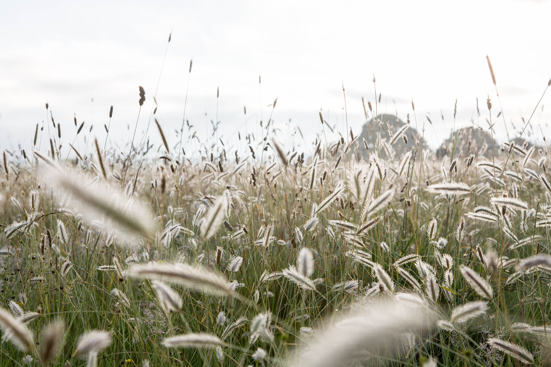 a close-up of foxtail grasses with the light shining through