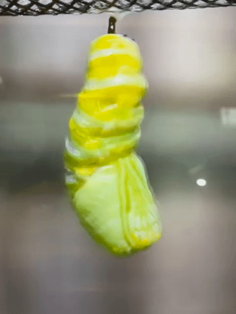 ezgif-4-7a068dcad6.gif