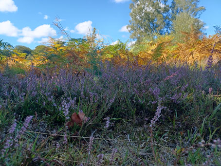 Late Summer / Early Autumn at Emma's Yoga Hut
