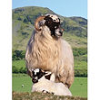 Black Faced Sheep wLamb 1 - 3D017.jpg