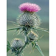 Spear Thistle - 3D024.jpg