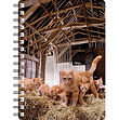 Ginger Cat with Kittens NB244.jpg