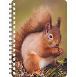 Red Squirrel 3 - NB444.jpg